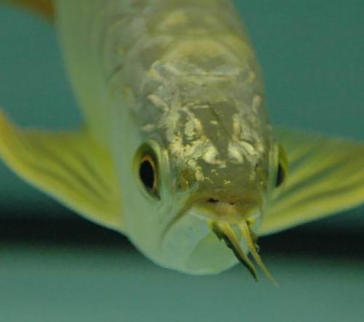 泡药龙鱼,龙鱼药泡鱼和正常鱼的区别