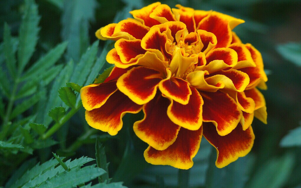 孔雀草的害处,孔雀草好养吗