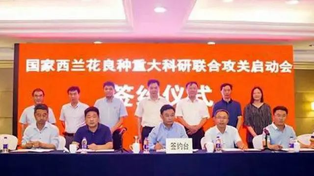 西兰花种子固体饮料的作用,西兰花种子水提取物功效