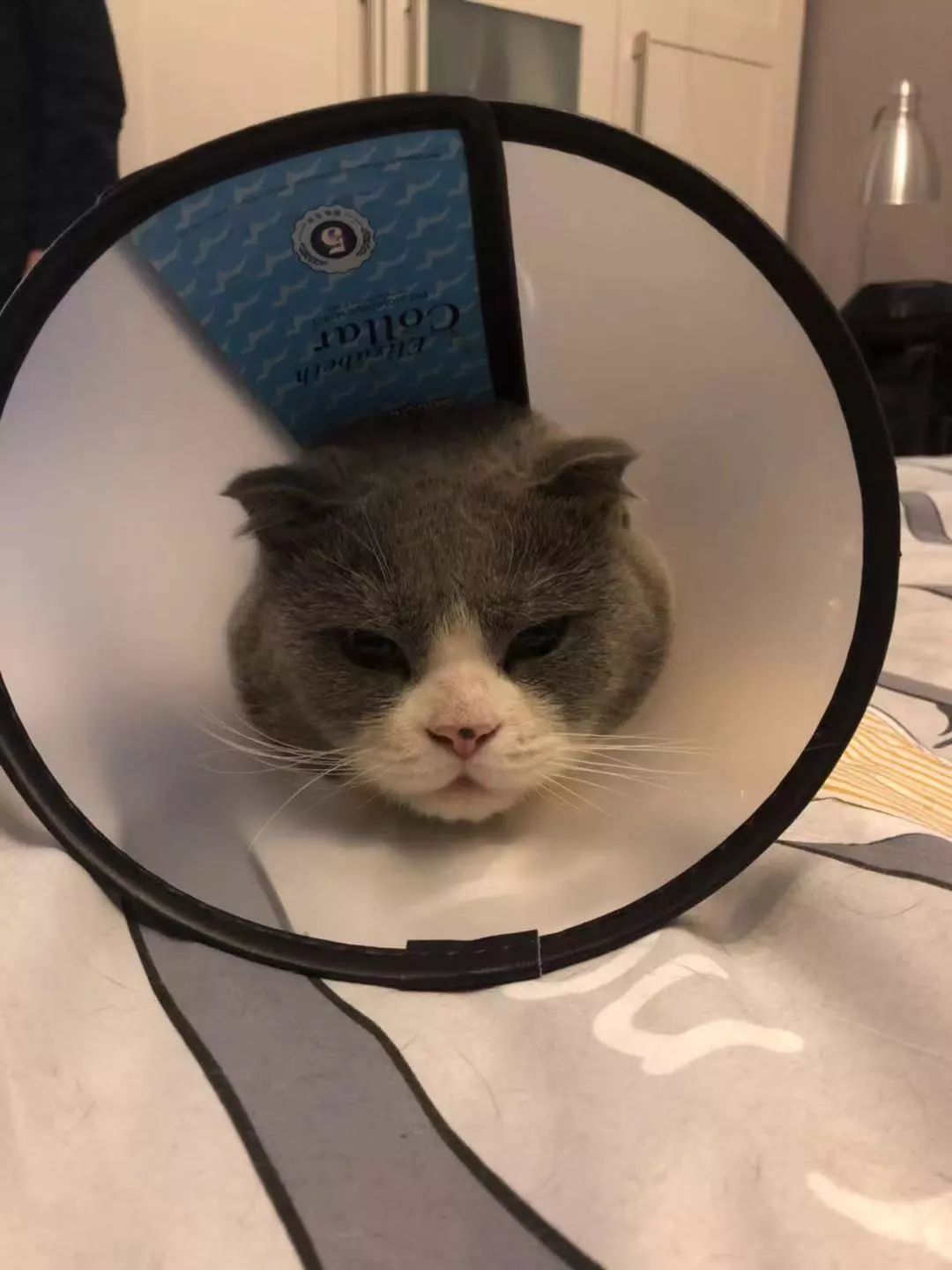 猫咪绝育头套需要戴几天,猫咪绝育后戴项圈不吃饭