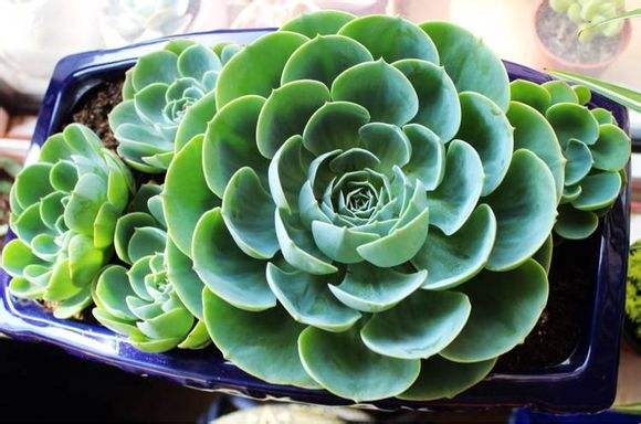 玉蝶多肉怎么修剪成多头,玉蝶怎么从一个头变多头