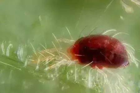 红蜘蛛克星怎么用,红蜘蛛克星特效药