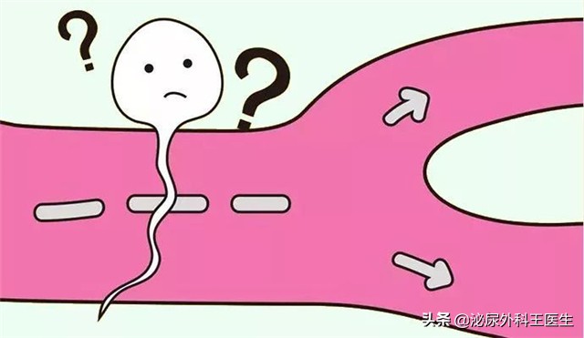 没遇上卵子的精子，最终会去哪里？