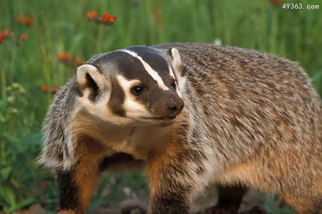蜜獾平头哥和科莫多巨蜥,平头哥蜜獾为什么不怕蛇