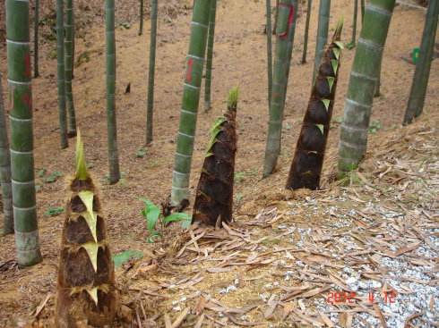 毛竹害虫,竹笋防治病虫害