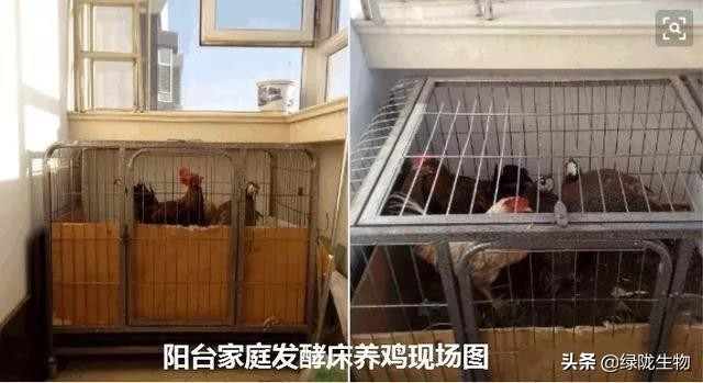 阳台只晒衣服要装地漏吗,阳台养鸡发酵床制作方法视频