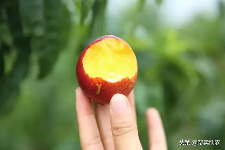 又脆又甜的油桃真好吃,油桃脆甜多汁爽口