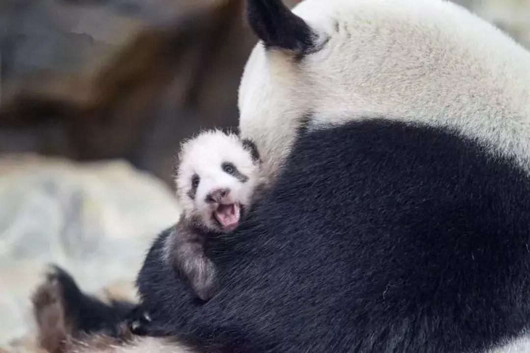 大熊猫隆仔出场,隆仔大熊猫最新消息