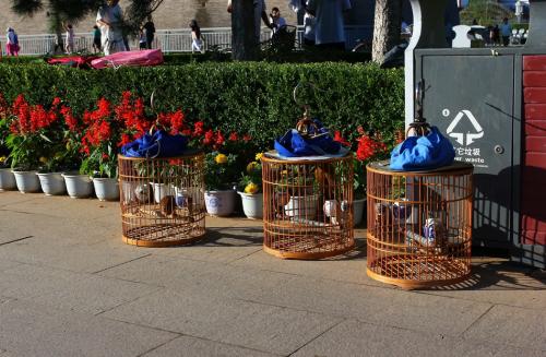 画眉最危险的方法,画眉不叫会撞头