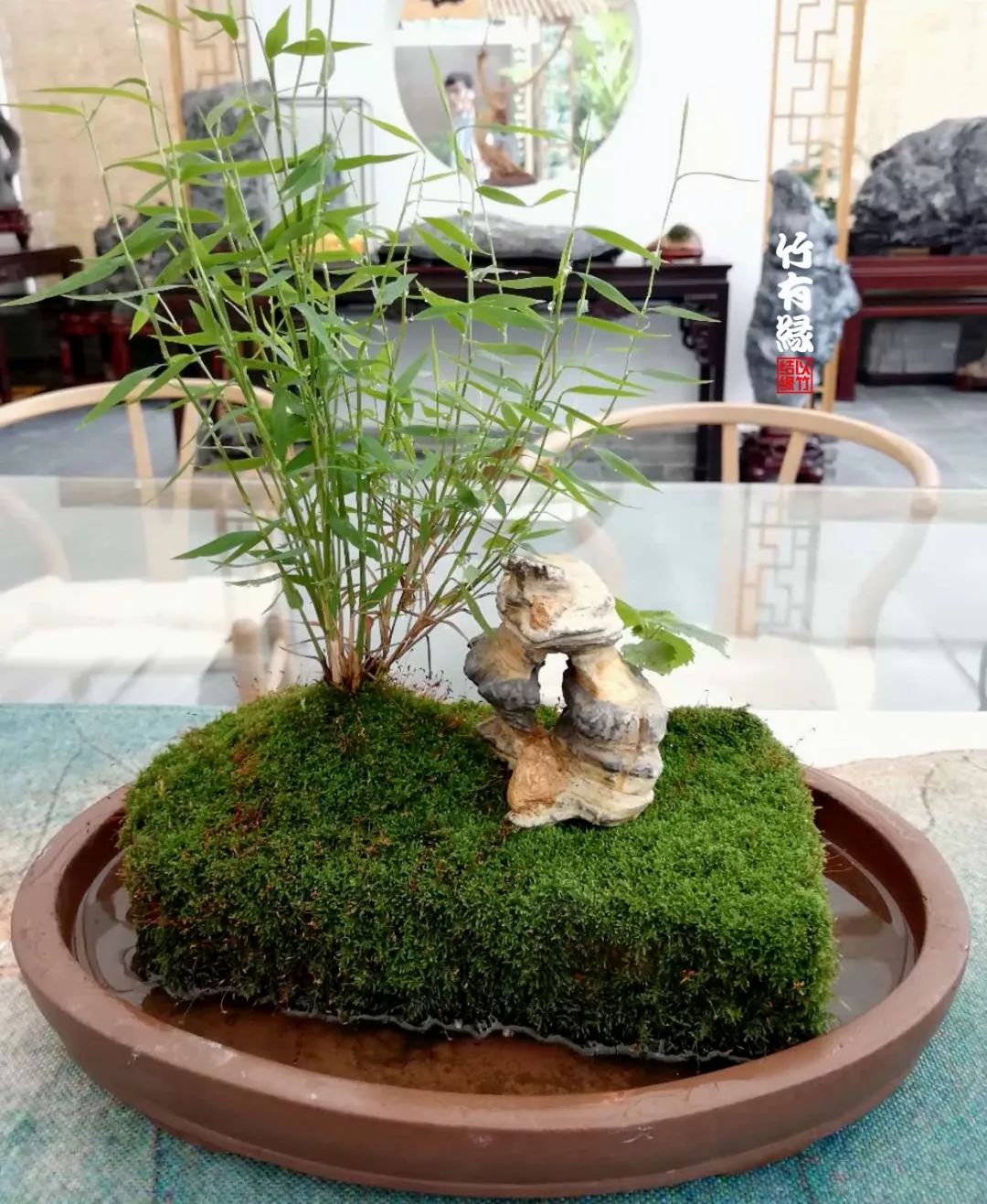 《竹子浇水宝典》竹子浇水是门大学问！