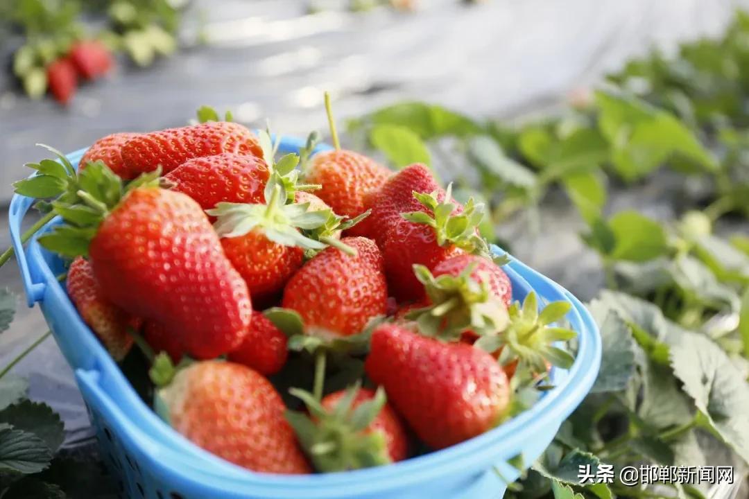 一带两抓三提升！2021年肥乡265个村要这样干