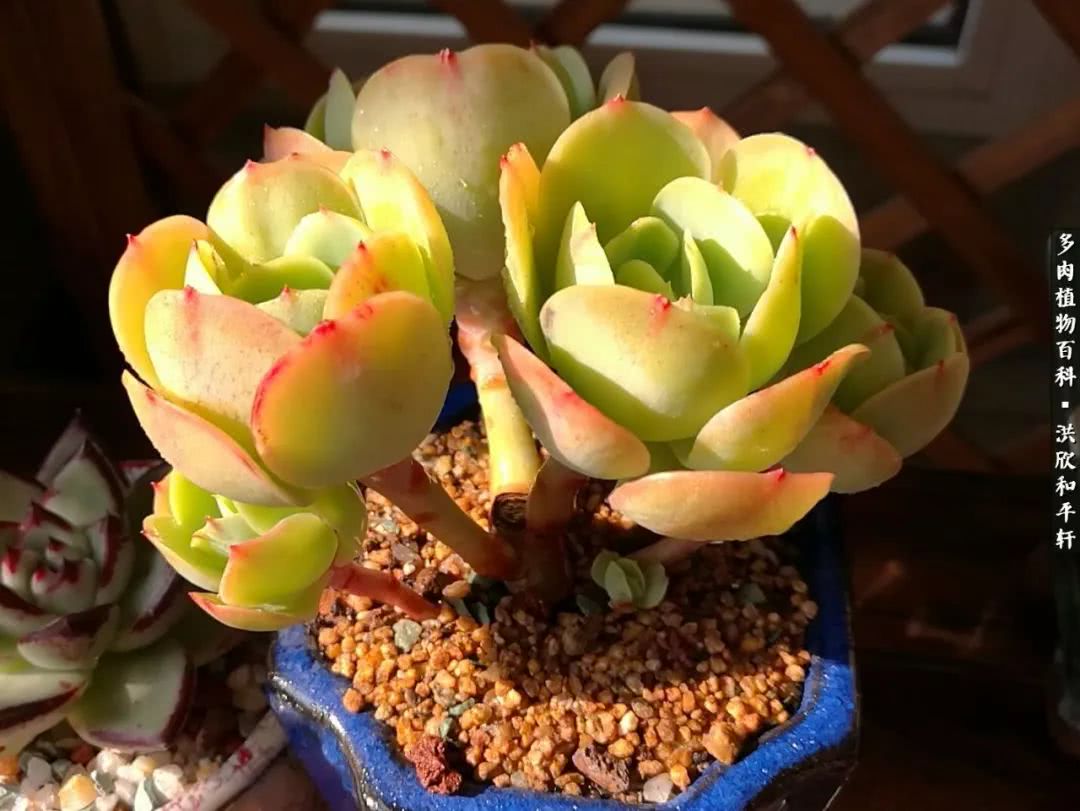 多肉的四季轮回,四季轮回多肉