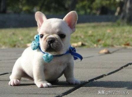 关于法国斗牛犬你不知道的5件事,法国斗牛犬注意事项