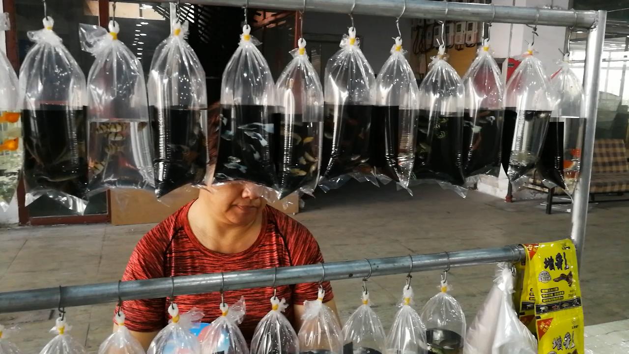 逛观赏鱼市,市场里的观赏鱼热带鱼