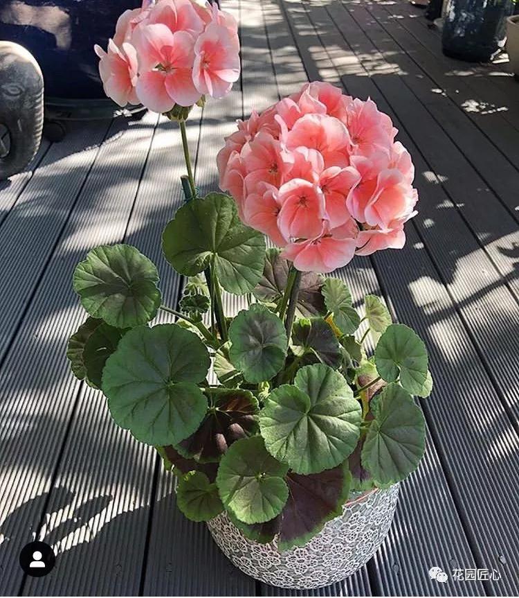 垂吊天竺葵哪些品种容易爆花,天竺葵羊宝和糖果双色哪个更爆花