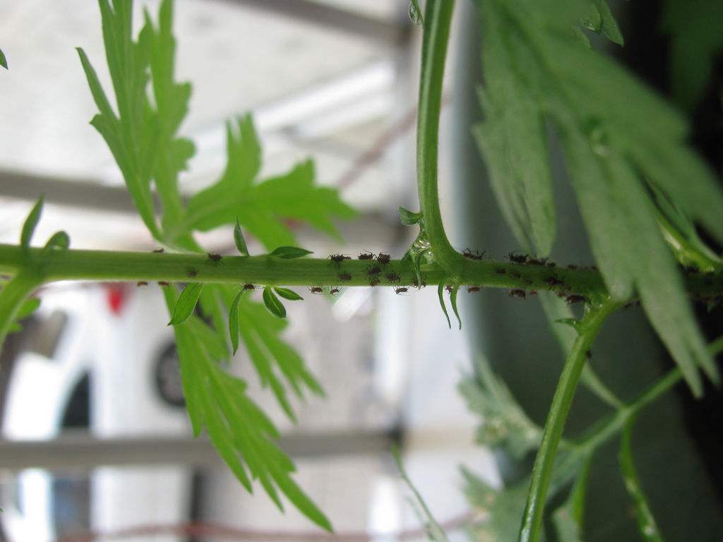 阳台种菜有小虫怎么处理,阳台种菜怎么才能不招虫子