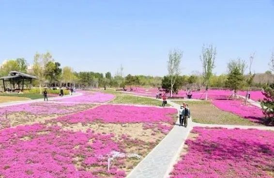 北京五环最美花海,附近免费景点踏青网红打卡地