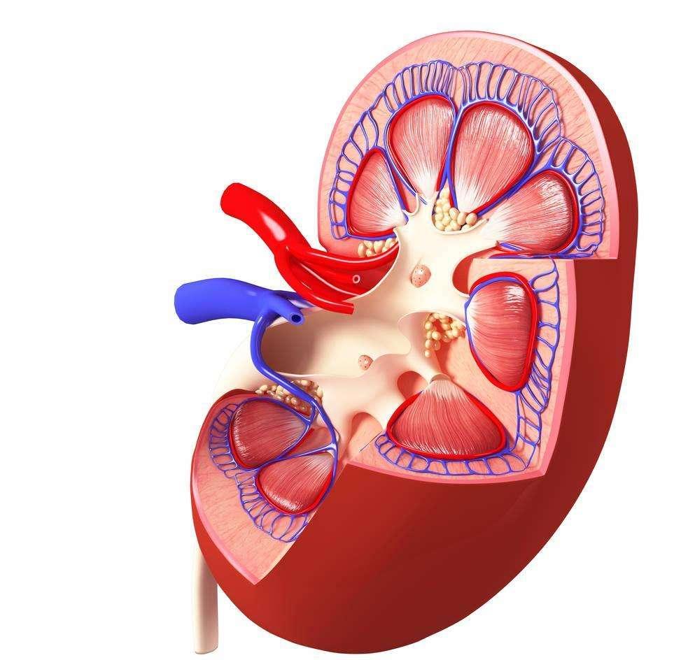 罕见肾部疾病，多发性肾囊肿，了解患病的多种原因，做到积极预防