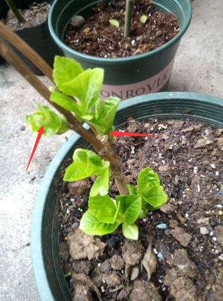 春季绣球怎么养护最好,绣球花的春天怎么养护