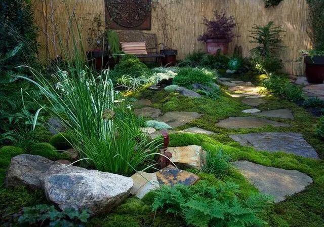 苔藓植物怎么养护,苔藓怎么养才是最好的