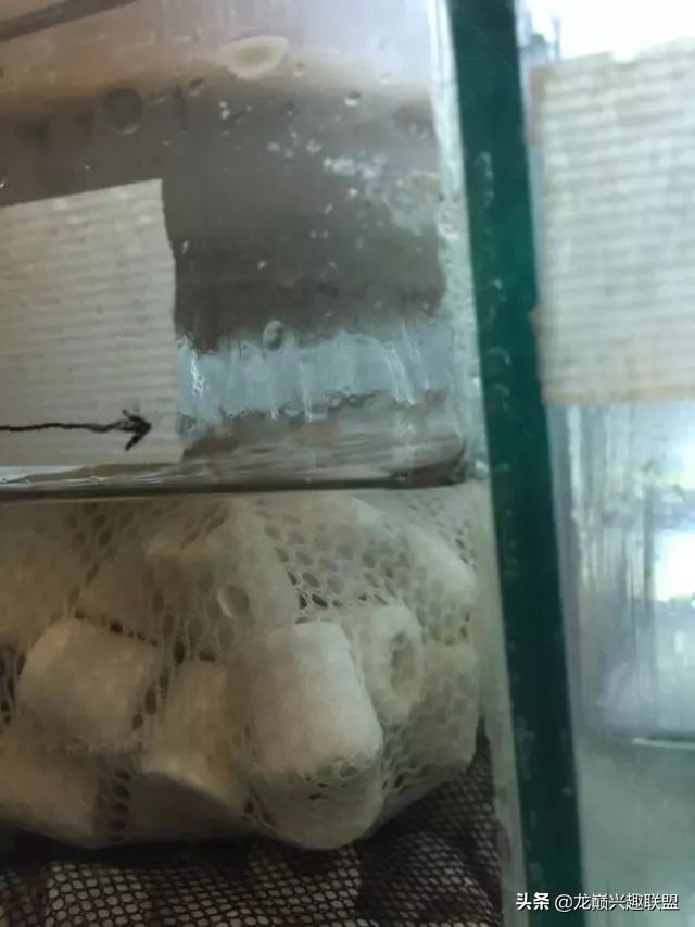 垃圾桶旁边的四方鱼缸，捡回去养了一缸金鱼，别说还挺不错