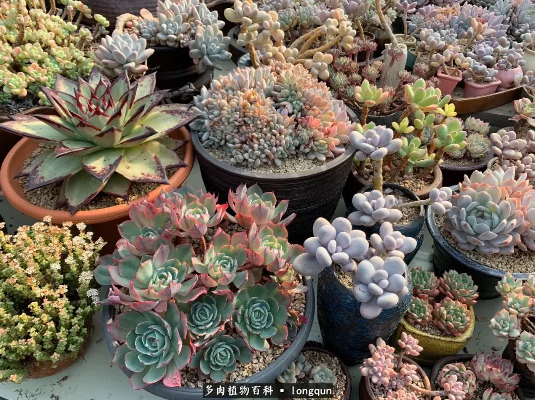 探访韩国肉锥大棚,记一次走访纪录片