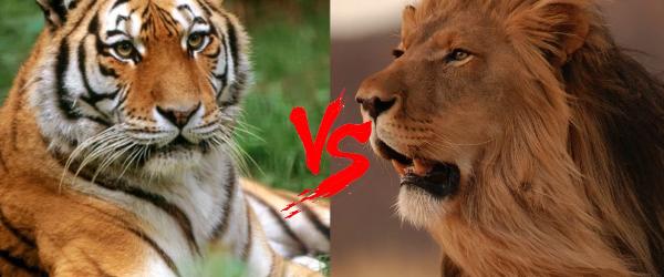 狮虎和百兽之王哪个厉害,狮虎大战真相