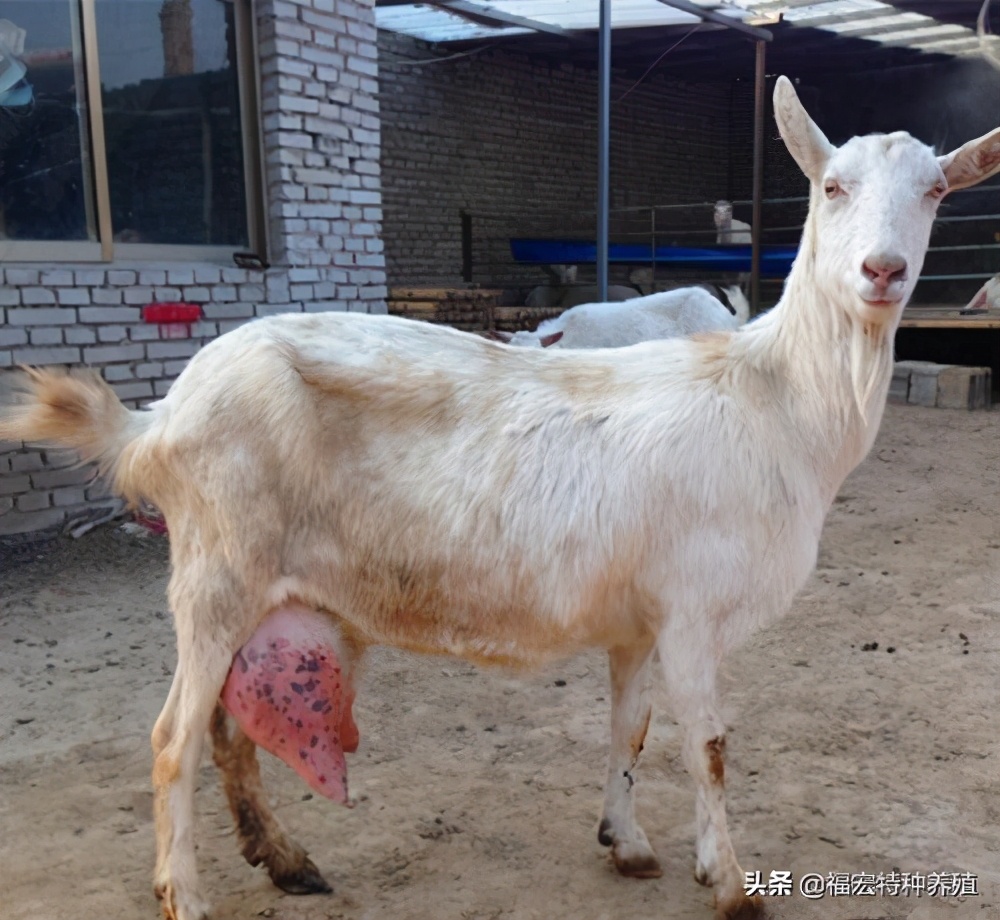 目前国内什么品种的羊最适合南方,中国养殖的羊的品种最多的是什么