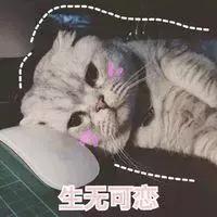 猫咪发情那些事，发情的猫咪都有什么表现呢？