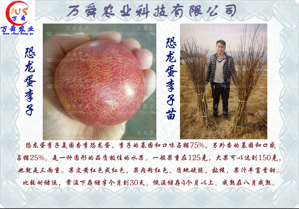 恐龙蛋李子苗繁育基地,恐龙蛋李子苗品种大全