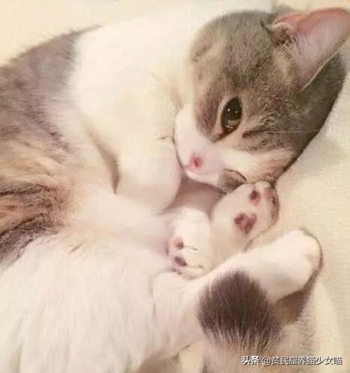 家里的猫咪只对一个人叫,家里猫咪凶不听话