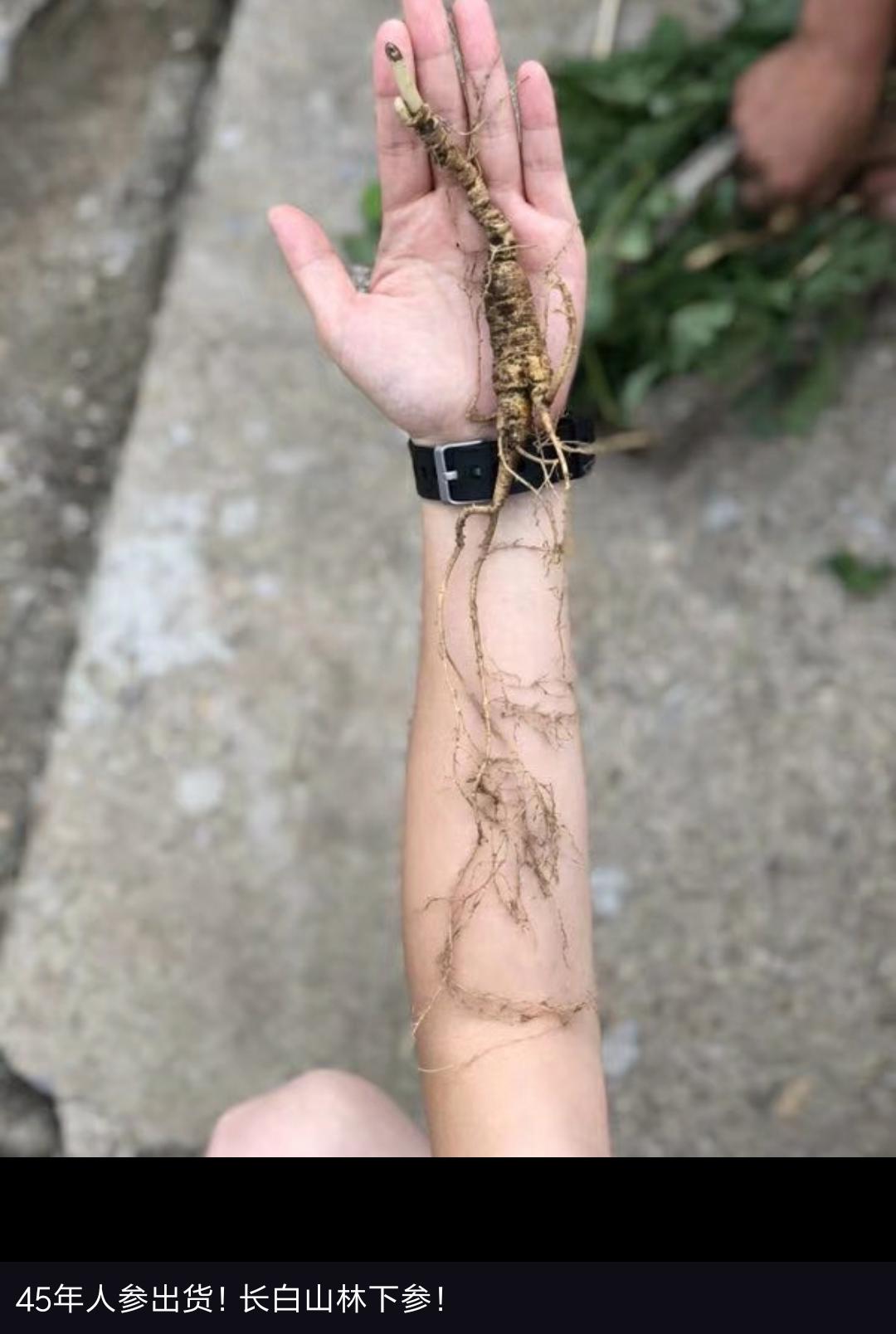 野生人参价格一般多少钱,山上有人参吗野山参价格