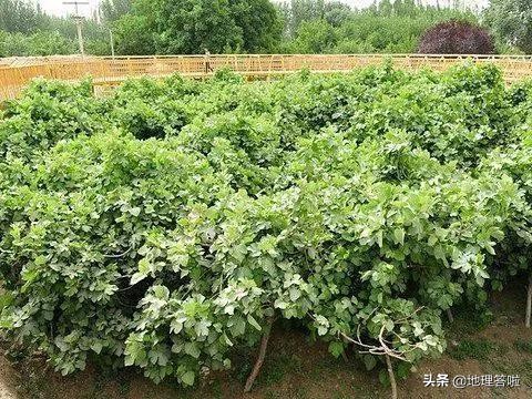 南疆映像,南疆印象系列简介