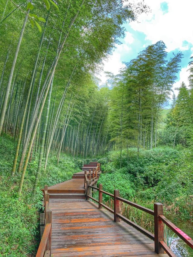 清新大自然竹林风景视频,宜兴竹海风景区图片欣赏