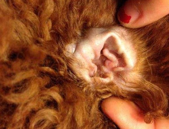 泰迪脏了是什么样子,泰迪脏