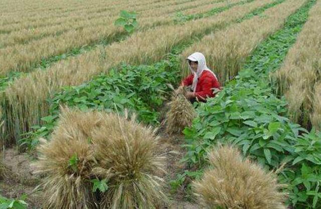作物间作套种技术,间作套种农作物是什么
