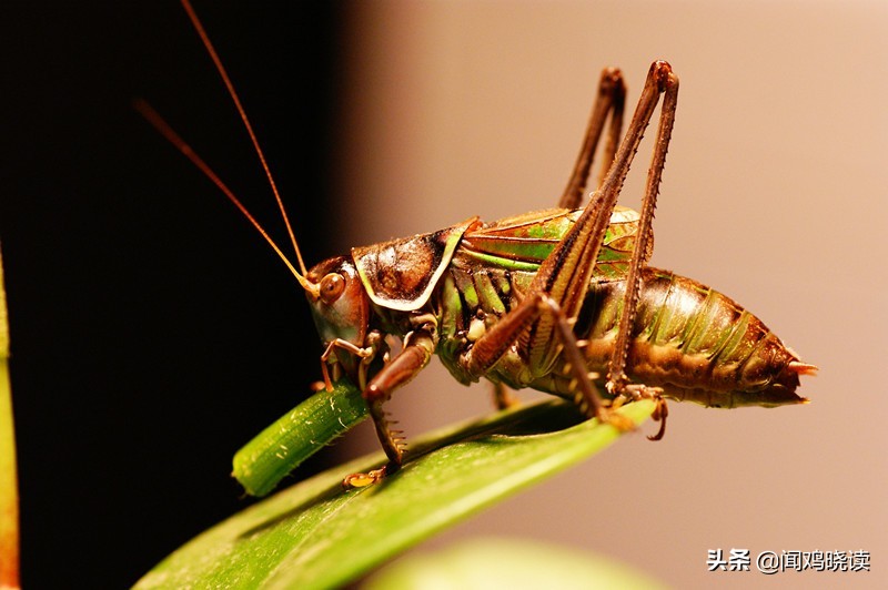 大豆黄了！你肯定还记得这些豆地里的“豆逼”趣事