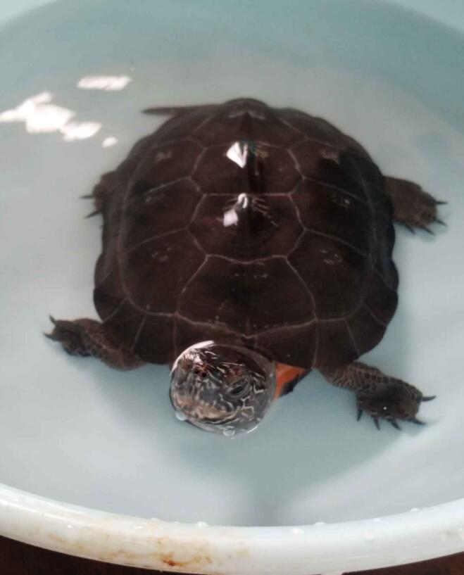 养龟的水流量大对龟的影响,养龟水位有什么要求