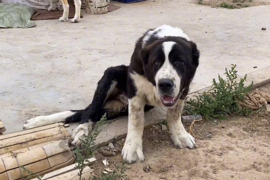 山东：一只受伤的中亚牧羊犬五万都不卖？大哥：这种血统只剩它了