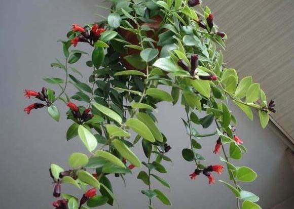 此花颜值不输荷花,此花艳丽富贵