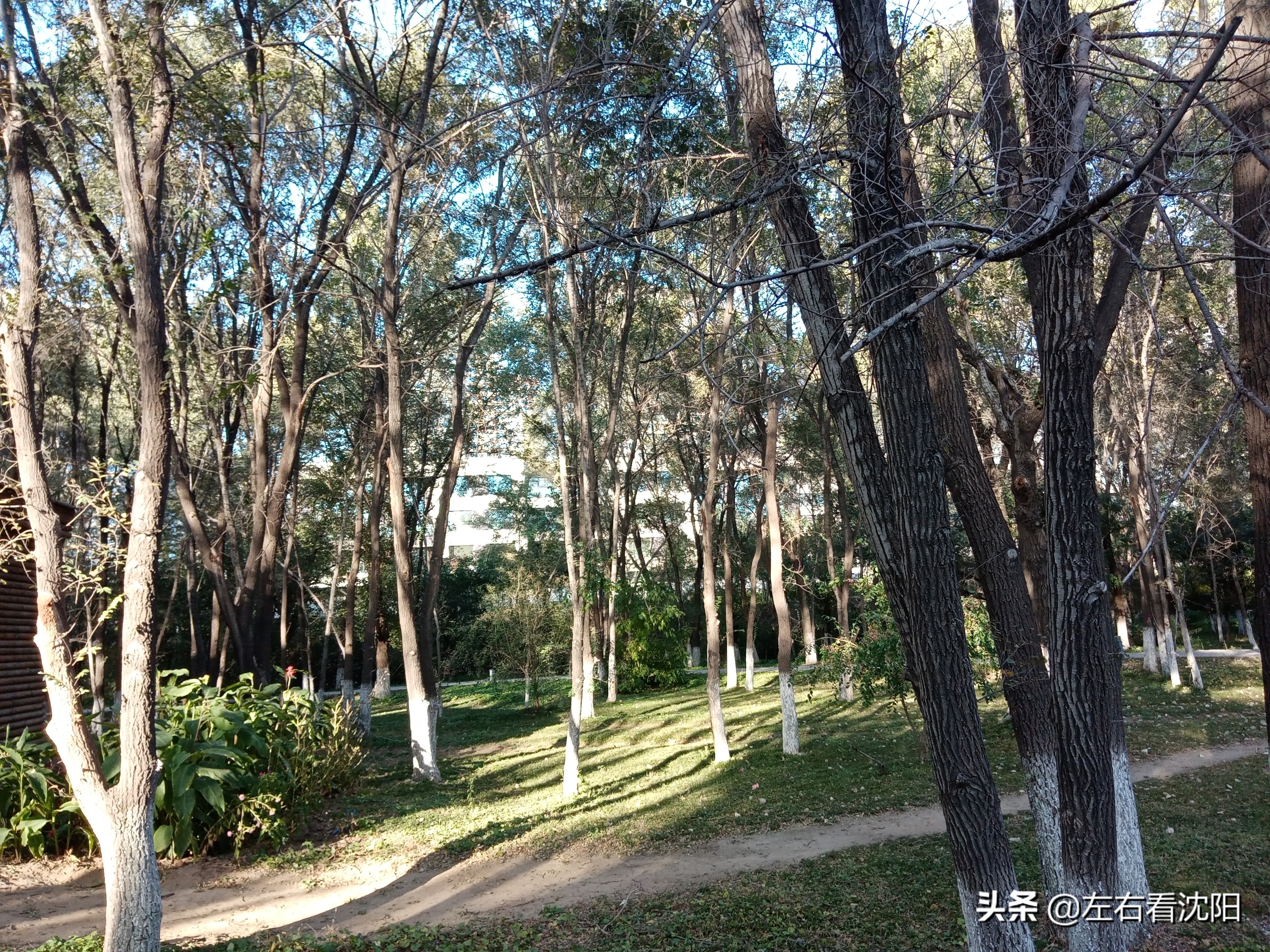 沈阳沈水湾公园看日出,沈阳浑河看海的地方