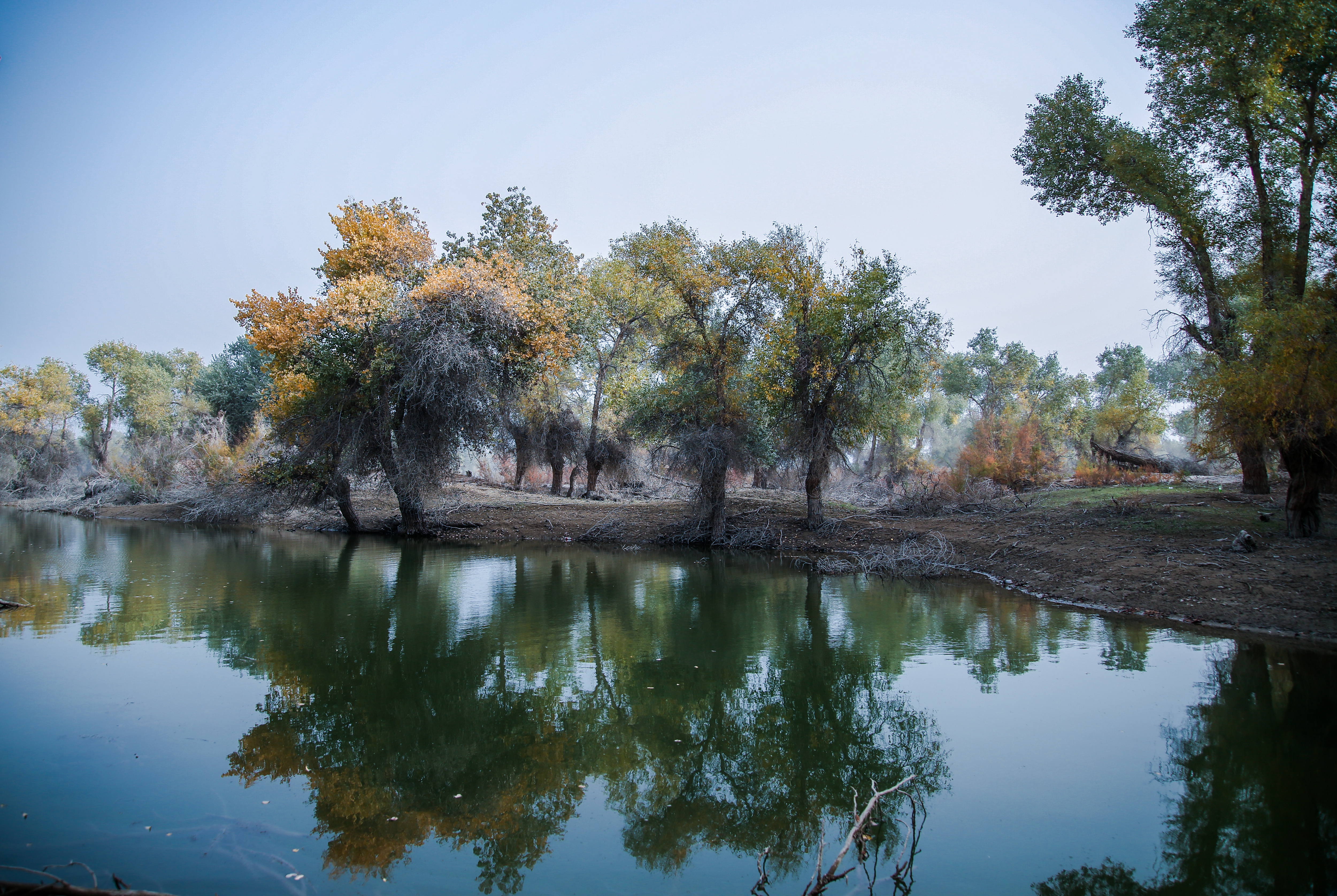 沙雅冬天的胡杨,沙雅胡杨秋天
