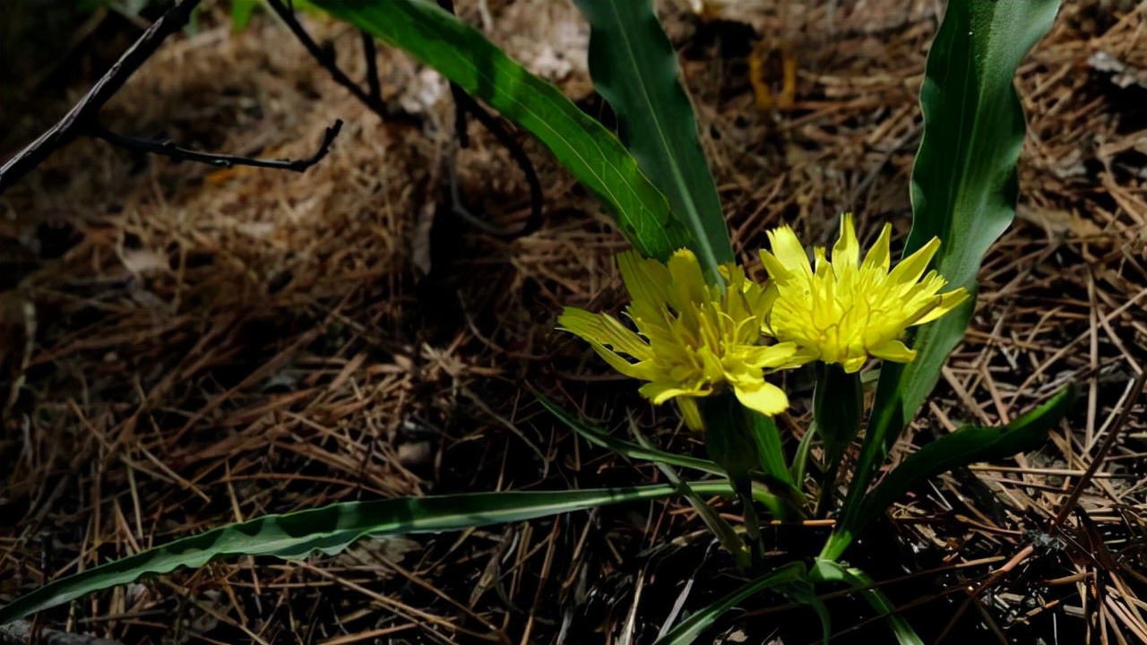 农村山上的那种黄色的野菊花,野生路边菊图片大全