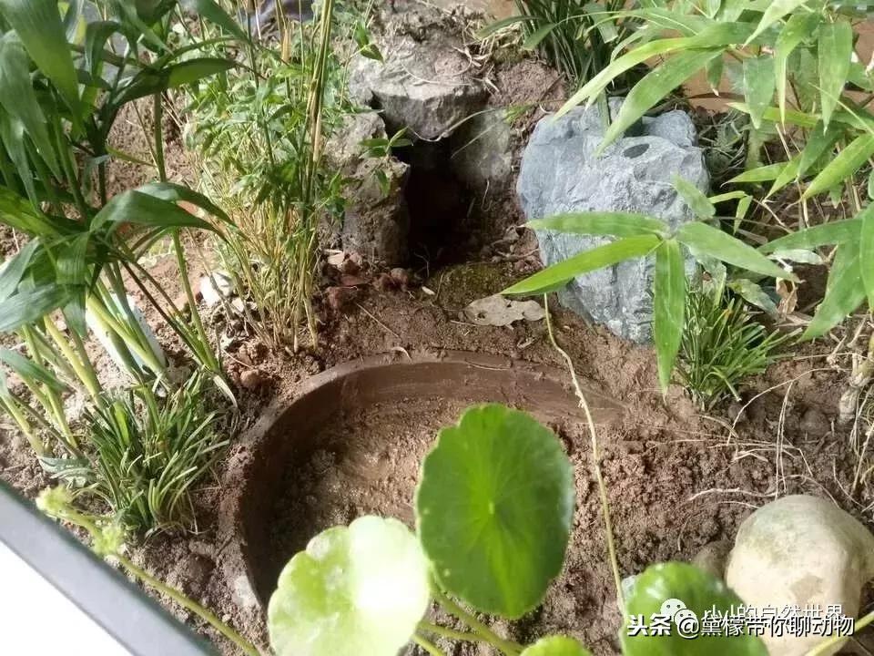 丛林造景黄缘龟池设计图大全,龟宝宝黄缘龟生态缸造景教程