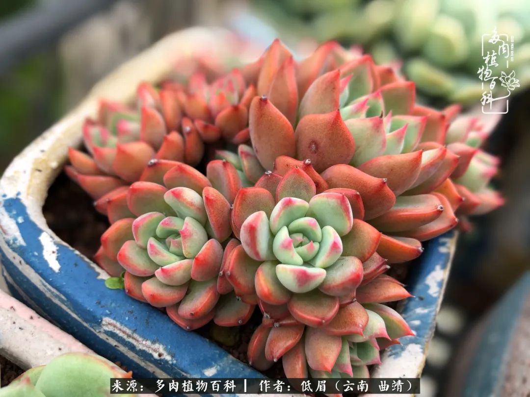 多肉怎么养度夏,多肉怎么养之度夏篇