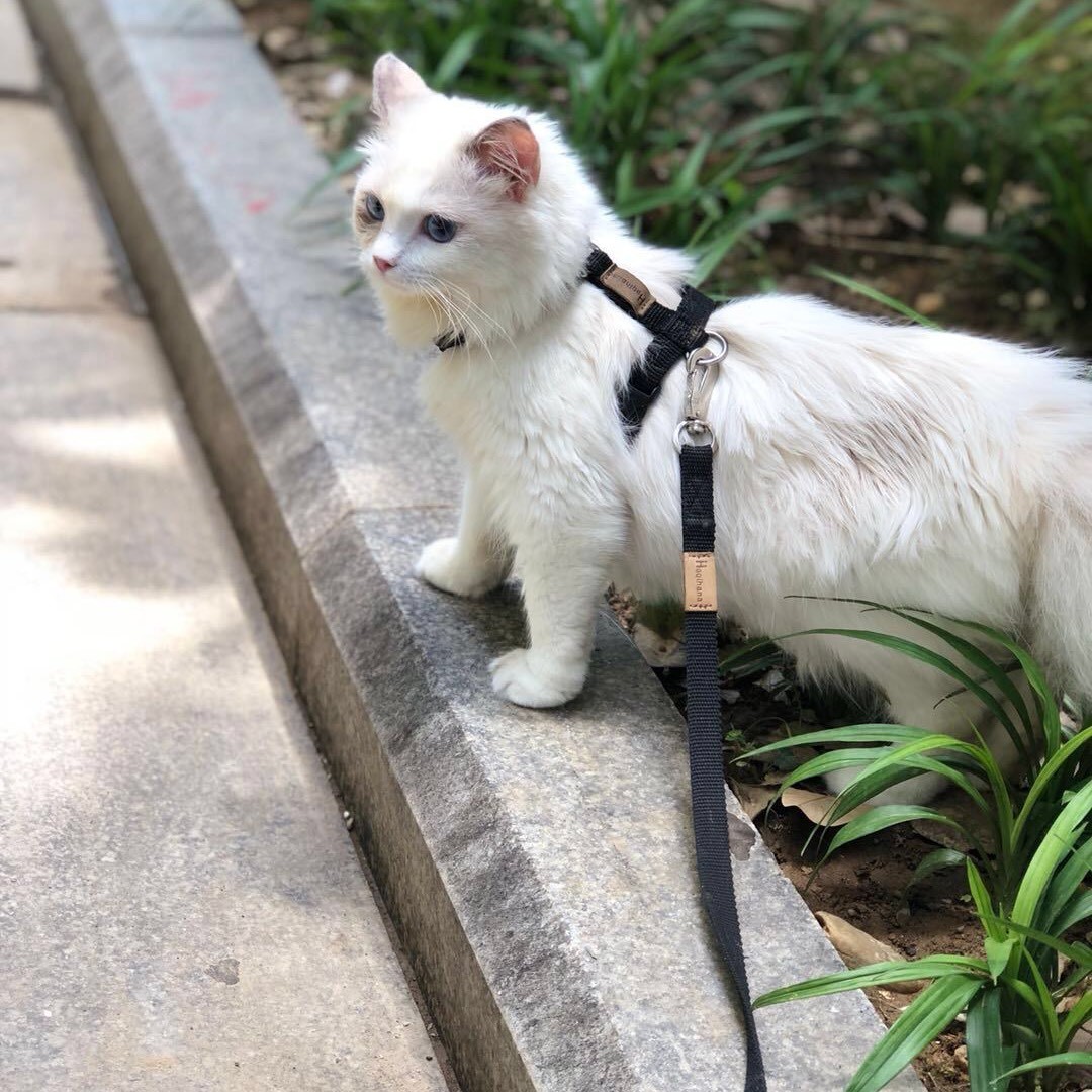 美国认证的狗粮品种大全,美国猫粮狗粮排名