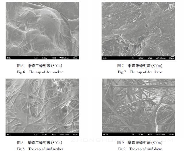 中蜂自然成熟蜜,中蜂蜜波美度低吗