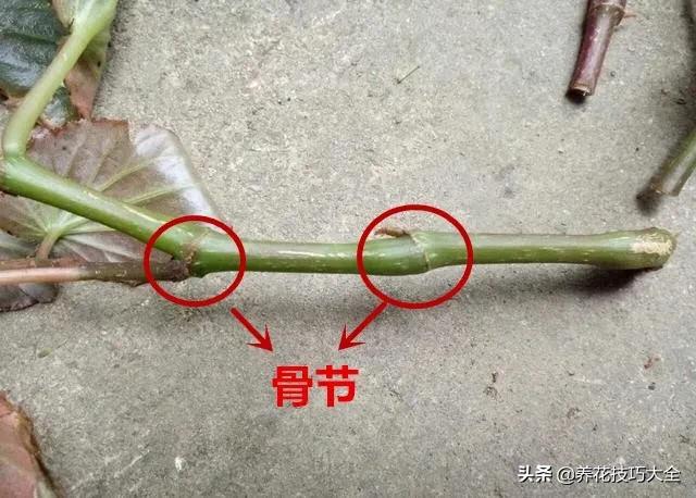 四季海棠花春天几天浇一次水,四季海棠怎么养才能长得茂盛