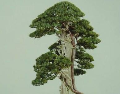 花友真幸运，捡到一棵“奇特”树桩，人称“珍珠地柏”，价值高