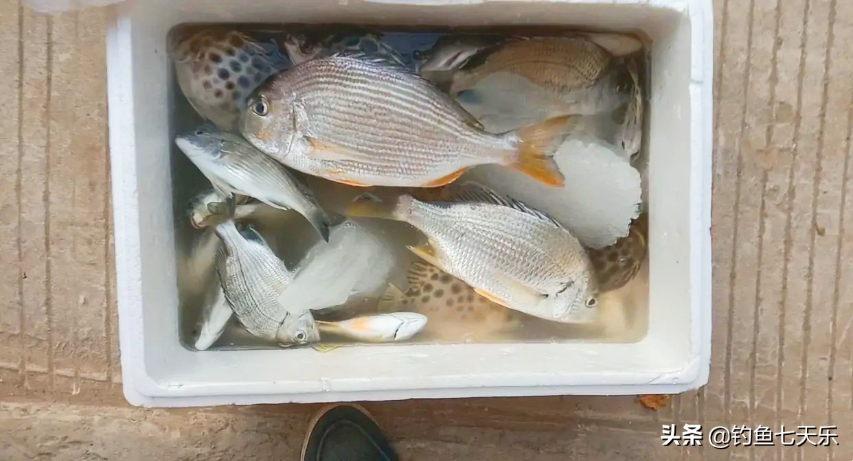 靠海钓捞鱼致富,海钓一条鱼赚100万